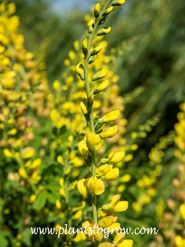 'Lemon Meringue' False Indigo (Baptisia) 
The flower is called a raceme.